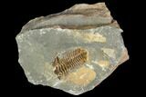Fossil Calymene Trilobite In Nodule - Morocco #106607-1
